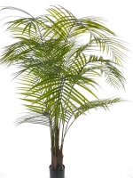 Arecapalm  175 cm UV bestendig